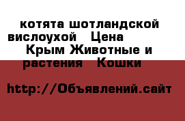 котята шотландской вислоухой › Цена ­ 2 300 - Крым Животные и растения » Кошки   